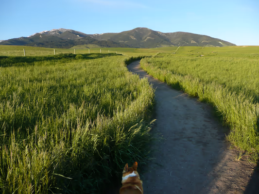 Snowfill Recreation Area Off-Leash Dog Park photo 2